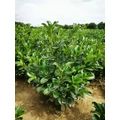 Közönséges babérmeggy PRUNUS LAUROCERASUS ETNA 60/80*