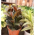 Nagylevelű fikusz FICUS ELASTICA BELIZE CS19