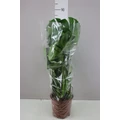 Könnyezőpálma MONSTERA DELICIOSA CS21