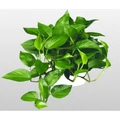 Hegyescsúcsú futóka POTHOS CS12   