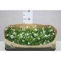 Dalmát harangvirág CAMPANULA PORTENSCHLAGIANA WHITE CS11