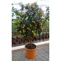 Koktélnarancs   CITRUS KUMQUAT T1/2 K30