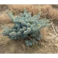 Gömb ezüstfenyő PICEA PUNGENS GLAUCA GLOBOSA 20/30*