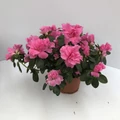 Japán azálea   RHODODENDRON SI CS10