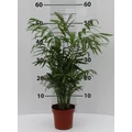 Gyompálma CHAMAEDORA ELEGANS 50CM K3