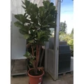 Lantlevelű fikusz FICUS LYRATA CS21