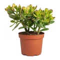 Pozsgafa CRASSULA OVATA SUNSET MAGIC CS12