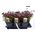 Fürtös hanga  LEUCOTHOE SCARLETTA ZEBLID 25/30 CS17