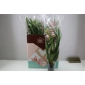 Csónakorchidea CYMBIDIUM 1 FÜRTÖS CS14