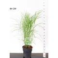Kínai virágosnád  MISCANTHUS SINENSIS LITTLE ZEBRA 50/60 K3,5