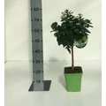 LimeCITRUS LIME VERDE T1/4 65CM K5 (ZÖLD SZÖGLETES CSERÉP)
