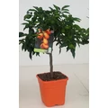 Koktélnarancs  CITRUS KUMQUAT T1/4 65CM K5 (NARANCSSÁRGA SZÖGLETES CSERÉP)