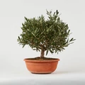 OlajfaOLEA EUROPAEA BONSAI TÁLBAN K6