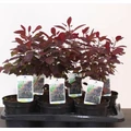 Bíbor cserszömörce   COTINUS COGGYGRIA ROYAL PURPLE 30/40 CS17