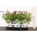 Japán gyöngyvessző  SPIRAEA JAPONICA DOUBLE PLAY ARTIST 20/25 K3