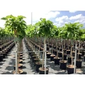 Gömb szivarfa   CATALPA BIGNONIOIDES NANA T120/140 K18