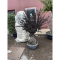 Kínai selyemmirtuszLAGERSTROEMIA INDICA BEST RED AMFÓRA ALAKÚ LAPOS TÁLBAN K40