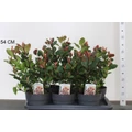 Örökzöld korallberkenye   PHOTINIA FRASERI LITTLE RED ROBIN 30/40 CS17 PHOTINIA FRASERI LITTLE RED ROBIN 25/30 K2