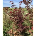 Japán juhar ACER PALMATUM ATROPURPUREUM 80/100*