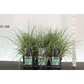 Madárlábú sás CAREX OSHIMENSIS EVEREST K2