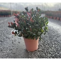 Örökzöld korallberkenye    PHOTINIA FRASERI LITTLE RED ROBIN 20/40 K9