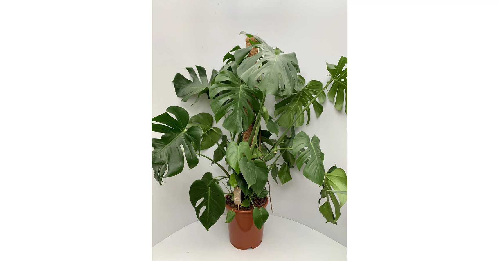 Knnyezplma MONSTERA DELICIOSA CS24 - rkzld Kertszet Kft.