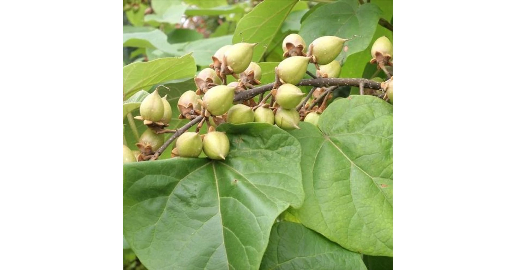 Nagylevel Cs sz rfa PAULOWNIA TOMENTOSA 10 12 K25 r kz ld Kert szet nagylevel-cs-sz-rfa-paulownia-tomentosa-10-12-k25-r-kz-ld-kert-szet