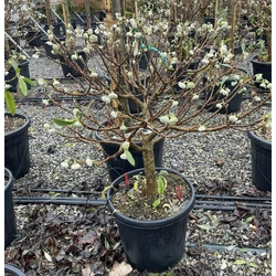 Papírcserje   EDGEWORTHIA CHRYSANTHA T1/4 K25