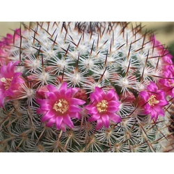 Szemölcskaktusz MAMMILLARIA  FAJTÁK    