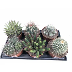 Kaktusz CACTUS MIX CS15-K1,5