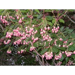 Harangos csengőbojt   ENKIANTHUS CAMPANULATUS 40/50 CS19