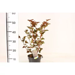 Hólyagvessző PHYSOCARPUS OPULIFOLIUS RED BARON K2