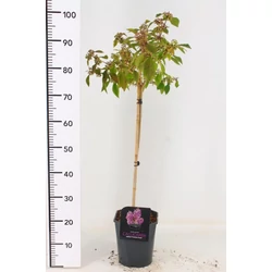 Kínai lilabogyó   CALLICARPA BODINIERI PROFUSION T60 K4,5