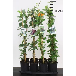 Kúszó lonc    LONICERA FAJTÁK 80CM K2
