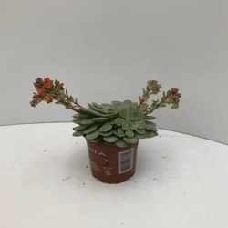 Fás kövirózsa ECHEVERIA DONDO 15CM CS11