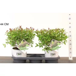 Japán gyöngyvessző  SPIRAEA JAPONICA DOUBLE PLAY ARTIST 20/25 K3