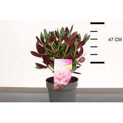 Havasszépe    RHODODENDRON WINE AND ROSES 25/30 K5