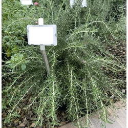 Kúszó rozmaring ROSMARINUS OFFICINALIS PROSTRATUS K10