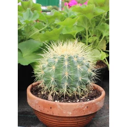 Anyóskaktusz   ECHINOCACTUS GRUSONII BONSAI TÁLBAN