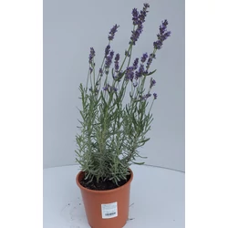 Angol levendula LAVANDULA ANGUSTIFOLIA SUPERBLUE CS14