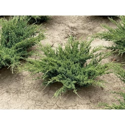 Himalájai törpeboróka JUNIPERUS SQUAMATA HOLGER 40/60*