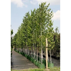 Közönséges nyír BETULA PENDULA 200/+ K15