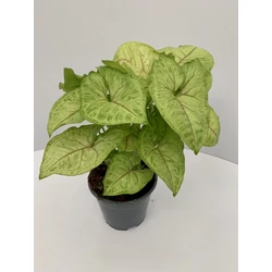 Nyíllevél SYNGONIUM PODOPHYLLUM CS12