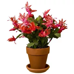 Karácsonyi kaktusz SCHLUMBERGERA     
