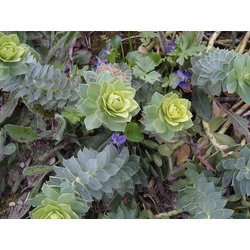 Délszaki kutyatej EUPHORBIA MYRSINITES 11*11