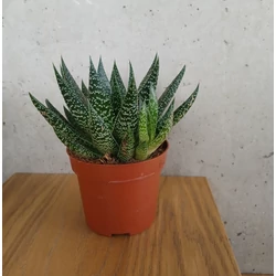 Daráslevél GASTERIA