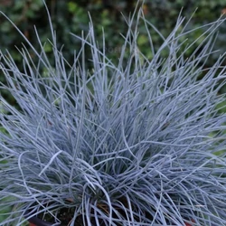 Deres csenkesz FESTUCA PALLENS CS9
