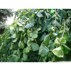 Csüngő mogyoró  CORYLUS AVELLANA PENDULA T220 10/12 K35