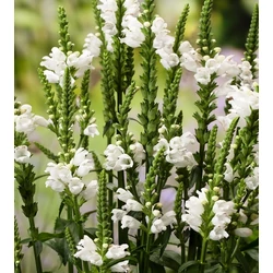 Füzérajak PHYSOSTEGIA VIRGINIANA VIVID CS15