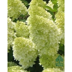 Bugás hortenzia HYDRANGEA PANICULATA MAGICAL VESUVIO K10